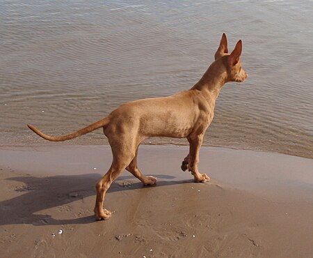 Tập_tin:Pharaoh_Hound_Koiraranta.jpg