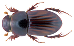 Miniatura para Pharaphodius indicus