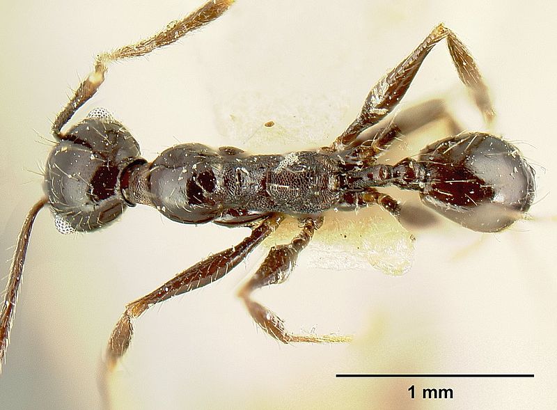 File:Pheidole susannae jtlc000015333 dorsal 1.jpg