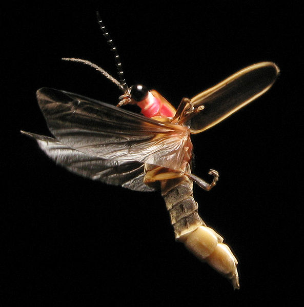 File:Photinus pyralis Firefly 2.jpg