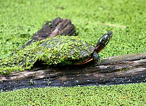 Photo of the Week - Eastern painted turtle (PA) (5809130643).jpg