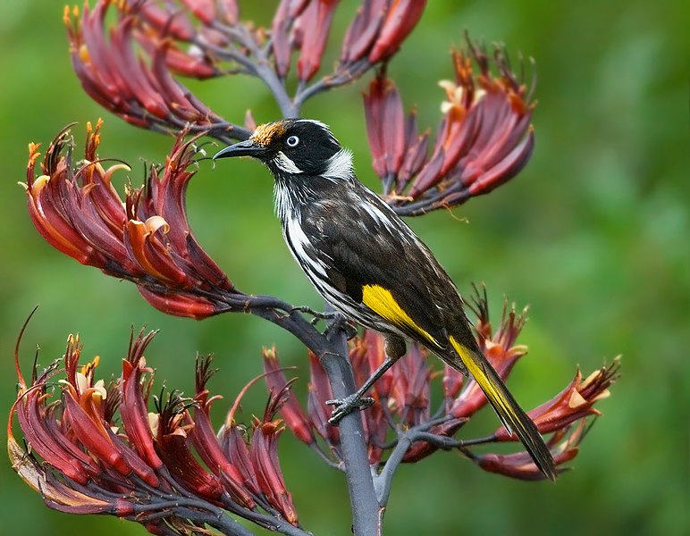 File:Phylidonyris novaehollandiae Bruny Island.jpg