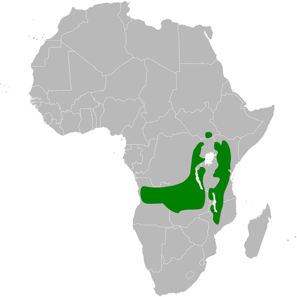 File:Phyllastrephus cabanisi distribution map.png