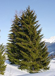 Pícea-norueguesa (Picea abies)