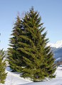 トウヒ属の樹形の例 Picea abies