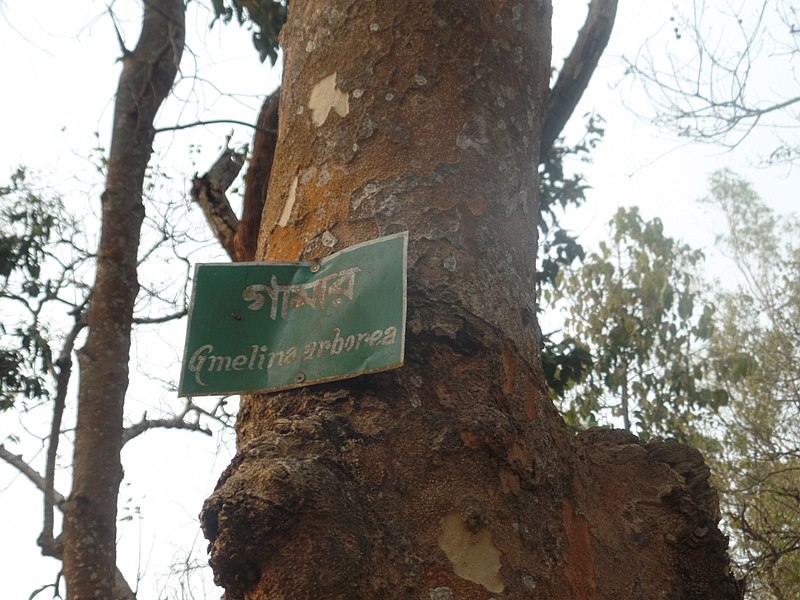 File:Picher 18 Satchari National Park.jpg