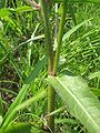 Picris hieracioides var. glabrescens(stem)