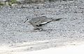 Picui Ground-Dove (Columbina picui) (15774034549).jpg