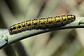 * Nomination Caterpillar of Pieris brassicae, the Large White butterfly --Stu Phillips 14:21, 27 August 2012 (UTC) * Decline Looks great as thumb but is not sharp at 100% --Poco a poco 16:04, 27 August 2012 (UTC)