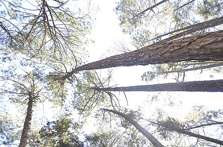 Pine Forest pauri