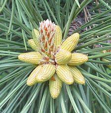 Cônes mâles de Pinus nigra