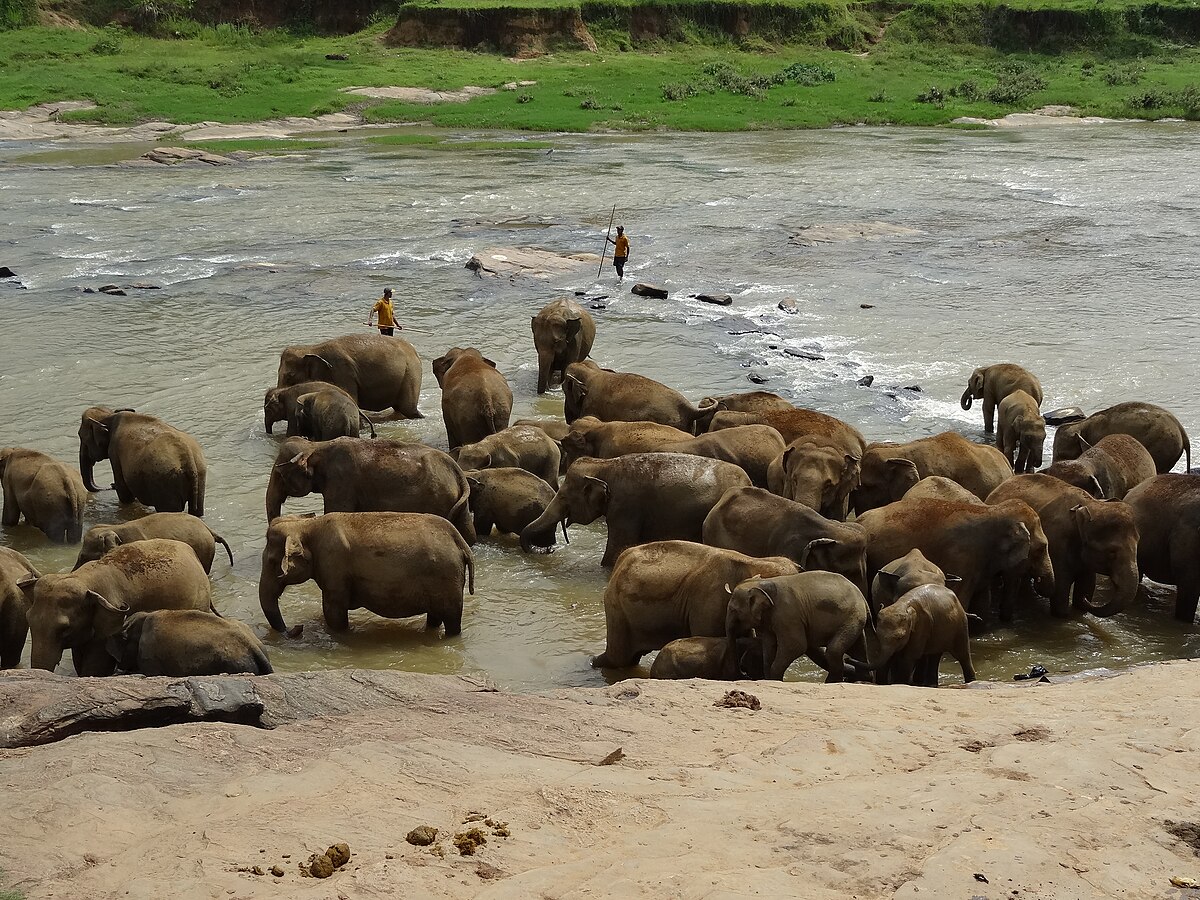 Пиннавела шри. Пиннавела Шри Ланка. Приют для слонов Пиннавела Шри-Ланка. 1. Приют для слонов Пиннавела. Зоопарк Пиннавела.