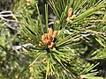 Cône mâle de Pinus halepensis