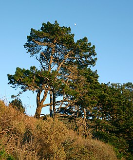 Pinus radiata BigSur.jpg
