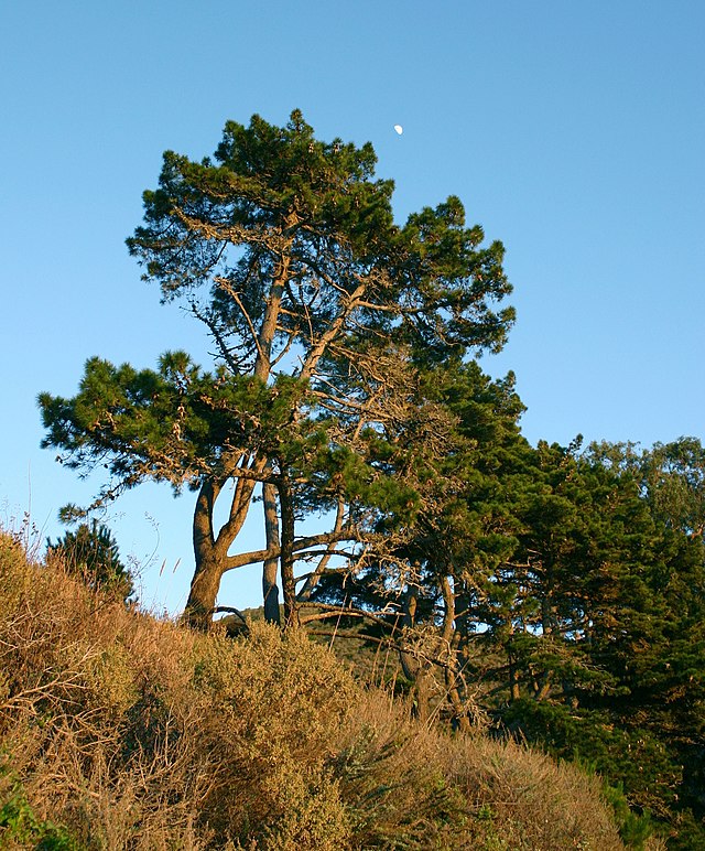 Three Pines - Wikipedia