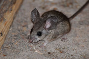 Pinyon mouse Pinyon mouse.jpg