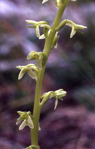 <i>Platanthera unalascensis</i> Species of plant