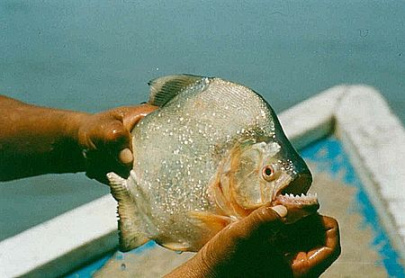 Piranha mắt đỏ