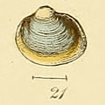 Euglesa obtusalis