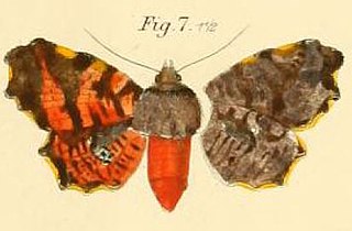<i>Dysodia</i> genus of insects