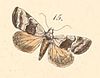 Pl.108-15-Abacena accincta (Felder & Rogenhofer 1874).JPG