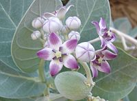 Calotropis procera