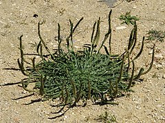 Zdjęcie rośliny z kolistą rozetą wąskich liści przylegających do ziemi i wąskimi, wzniesionymi kwiatostanami
