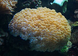 Euphyllia ancora