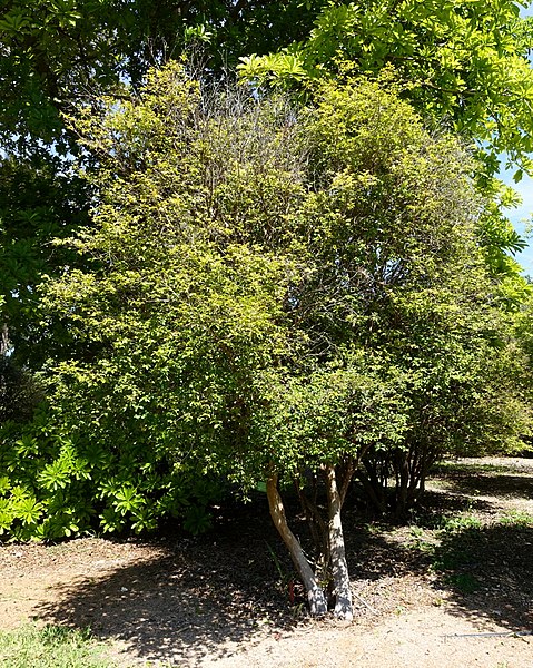 File:Plinia cauliflora (Myrciaria cauliflora) - Fruit and Spice Park - Homestead, Florida - DSC08841.jpg