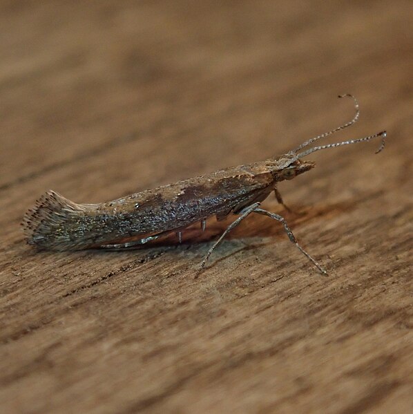 File:Plutella xylostella 100545350.jpg