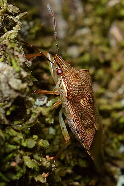 Podisus sp.