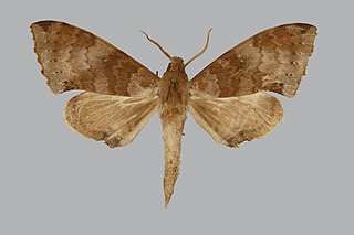 <i>Polyptychus hollandi</i> Species of moth