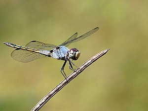 Yellow-tailed Ashy Skimmer Potamarcha congener male