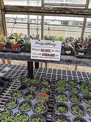 <span class="mw-page-title-main">Proplifting</span> Practice of taking discarded plant material and propagating new plants from them
