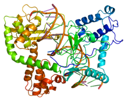 Protein TOP1 PDB 1a31.png