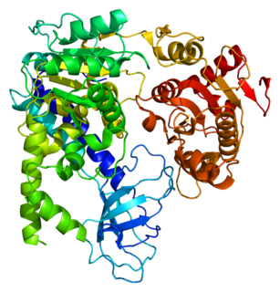 UPF1 protein-coding gene in the species Homo sapiens