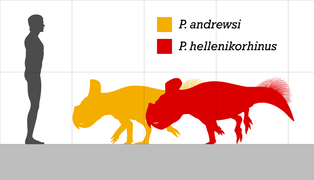 Protoceratops size comparison