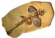Protospinax annectens, Paläontologisches Museum München WB.jpg