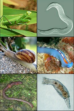 Protostomia: Taxon