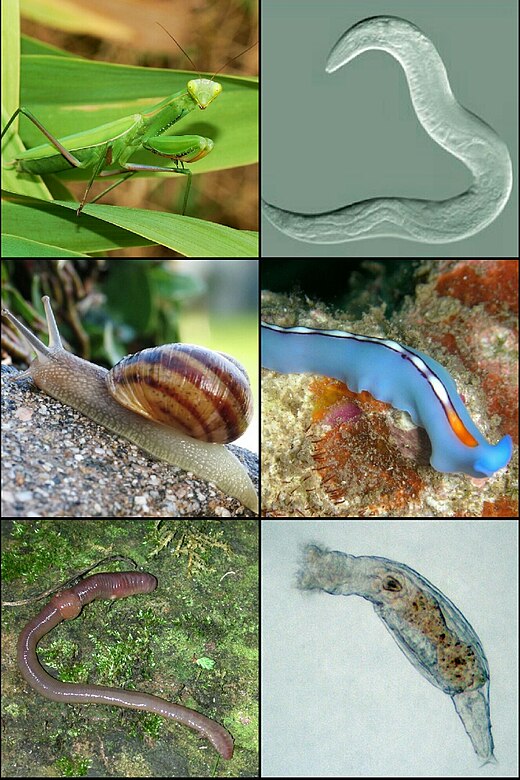 Diversiteit van de Protostomia. Insecten, wormen en weekdieren zijn de bekendste vertegenwoordigers van deze clade.
