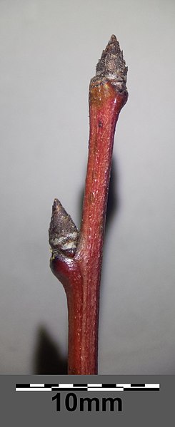 File:Prunus domestica s. lat. sl1.jpg