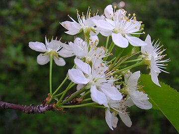 Prunus pensylvanica 2 (5097486425).jpg