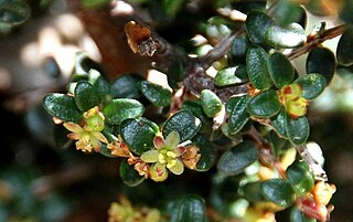 <i>Pseudanthus orbicularis</i> Species of shrub
