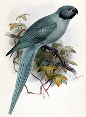 Illustration of the female holotype specimen, by John Gerrard Keulemans, 1875 Psittacula exsul.jpg