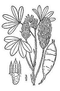 The leaves, flowers, tubers and seeds of the prairie turnip. PsoraleaEsculenta2.jpg