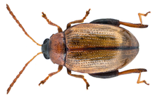 Psylliodes affinis (Paykull, 1799) (16025743580) .png