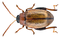 Psylliodes affinis (Paykull, 1799) (16025743580).png