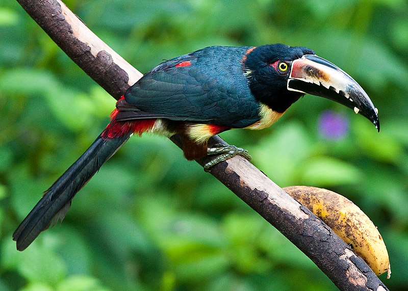 File:Pteroglossus torquatus -near Rancho Naturalista, Cordillera de Talamanca, Costa Rica-8.jpg