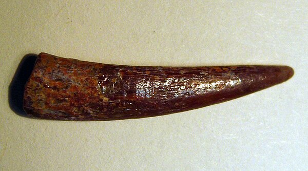 Conical tooth, possibly from Coloborhynchus