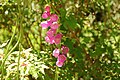 Digitalis purpurea